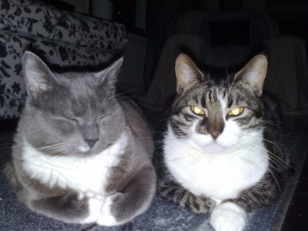 kära husdjur. Grållis och Lovis